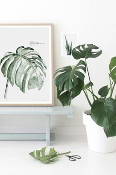 植物只能放陽臺?看看這些盆栽，室內(nèi)也擁有綠色